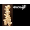 Aquaroche 500848 Pilier droit haut 45/48cm