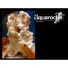 503981 Grotte Jawfish H18cm