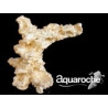 509238 Pilier arche 35cm
