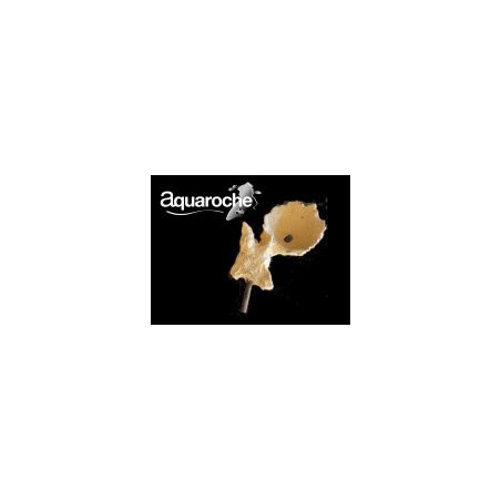 619771 Acroporock coupelle aquaroche