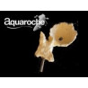 619771 Acroporock coupelle aquaroche