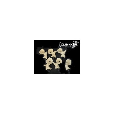 Acroporock lot 6 coupelles Aquaroche 669776 | Créati'Récif
