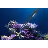 MAXSPECT Tweezers - Pince pour coraux