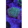 GROTECH ReefpSpy 150mm ( 15cm )