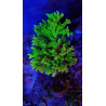 GROTECH ReefpSpy 150mm ( 15cm )