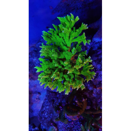 GROTECH ReefpSpy 200mm ( 20cm )