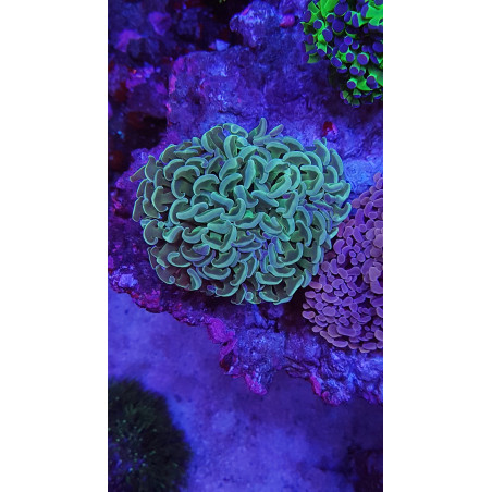 GROTECH ReefpSpy 200mm ( 20cm )