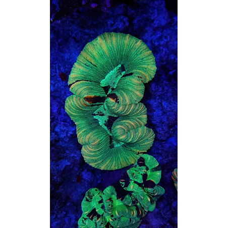 GROTECH ReefpSpy 200mm ( 20cm )