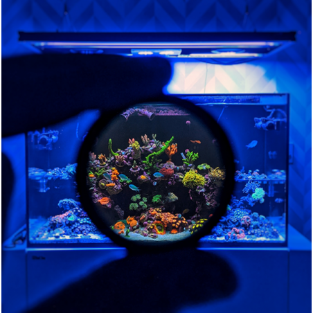 D-D Coral Colour Gen 2