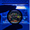 D-D Coral Colour Gen 2