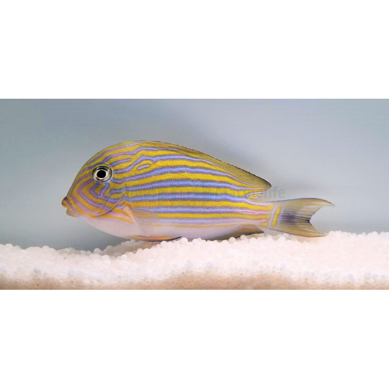 Acanthurus Lineatus 8-10cm