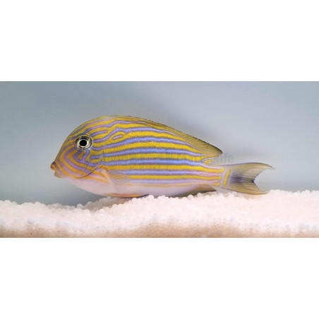 Acanthurus Lineatus 8-10cm