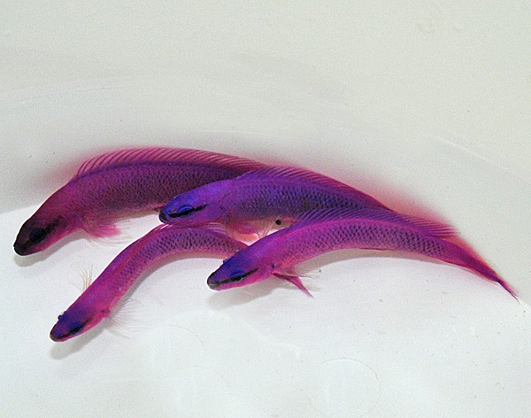 Pseudochromis fridmani élevage