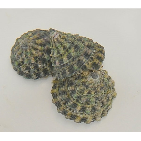 Tectus fenestratus