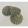 Tectus fenestratus