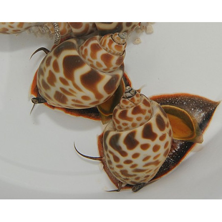 Babylonia zeylanica