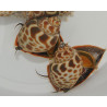 Babylonia zeylanica