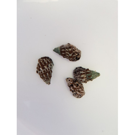 Cérithium bleu Cerithium caeruleum | Créati'Récif