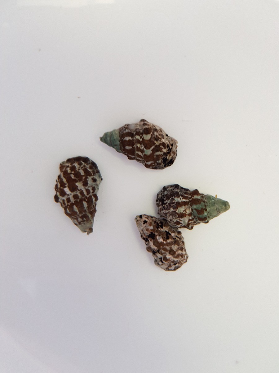 Cérithium bleu Cerithium caeruleum | Créati'Récif