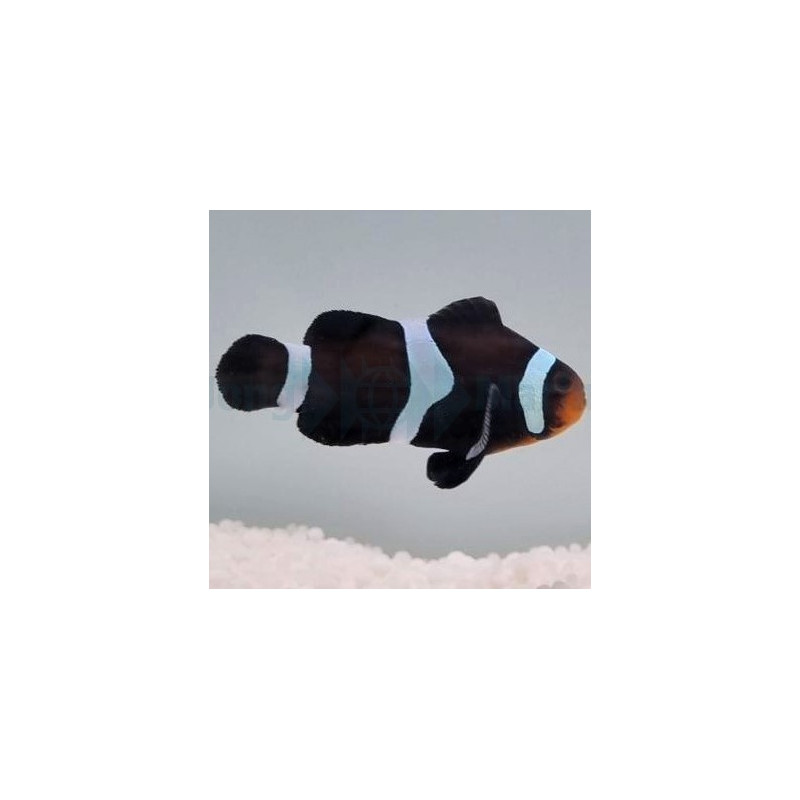 Amphiprion ocellaris (Darwin) élevage