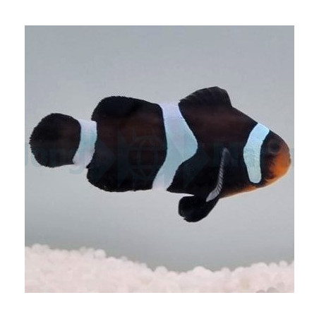 Amphiprion ocellaris (Darwin) élevage