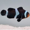 Amphiprion ocellaris (Darwin) élevage