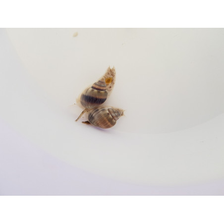 Nassarius