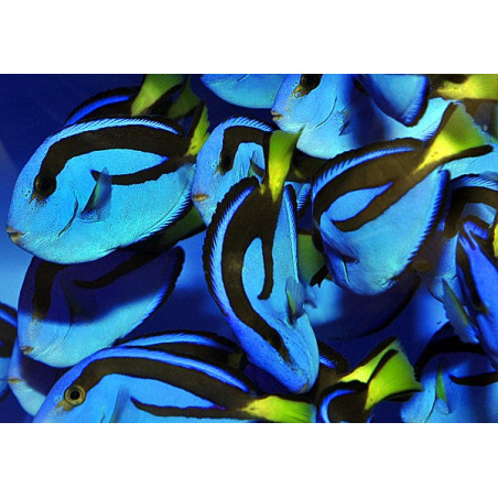 Paracanthurus hepatus 3-6cm