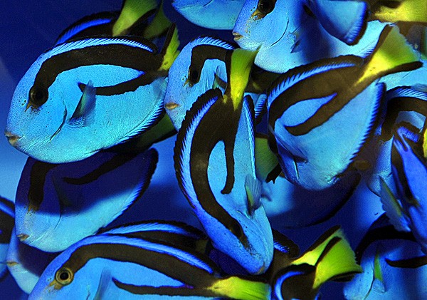 Paracanthurus hepatus 3-6cm