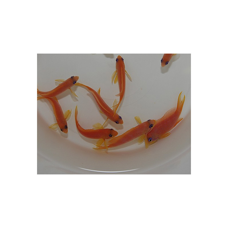 Pseudanthias squamipinnis