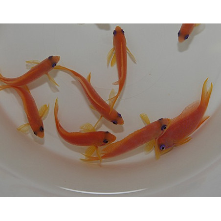 Pseudanthias squamipinnis