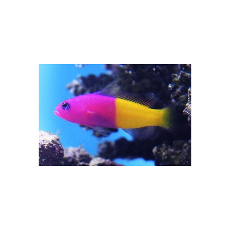 Pictichromis paccagnellae