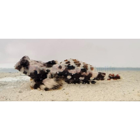 Synchiropus ocellatus