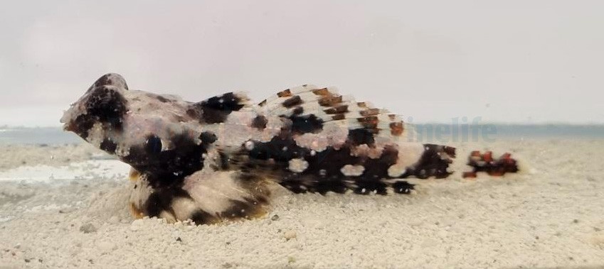 Synchiropus ocellatus