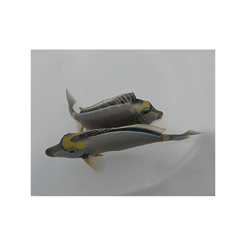 Naso Lituratus 8-10cm