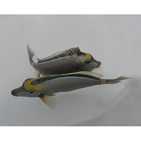 Naso Lituratus 8-10cm