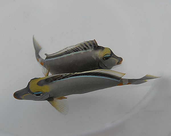 Naso Lituratus 8-10cm