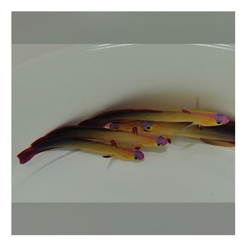 Gobie de feu pourpre – Nemateleotris Decora | Créati'Récif