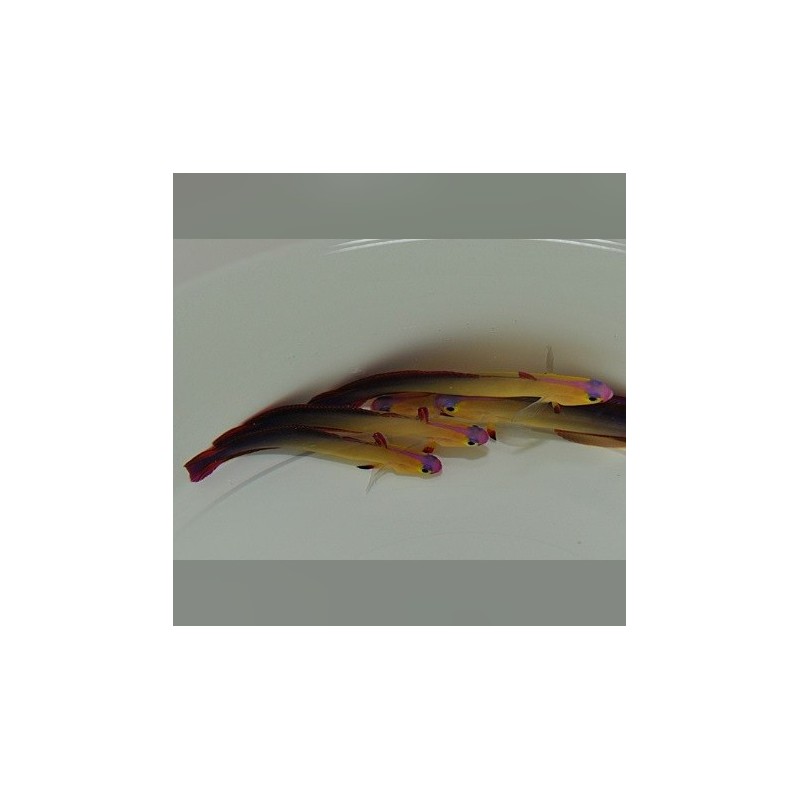 Gobie de feu pourpre – Nemateleotris Decora | Créati'Récif
