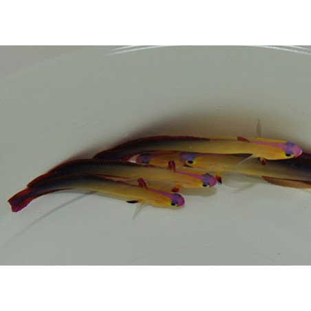 Nemateleotris Decora