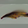 Gobie de feu pourpre – Nemateleotris Decora | Créati'Récif