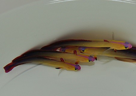 Nemateleotris Decora