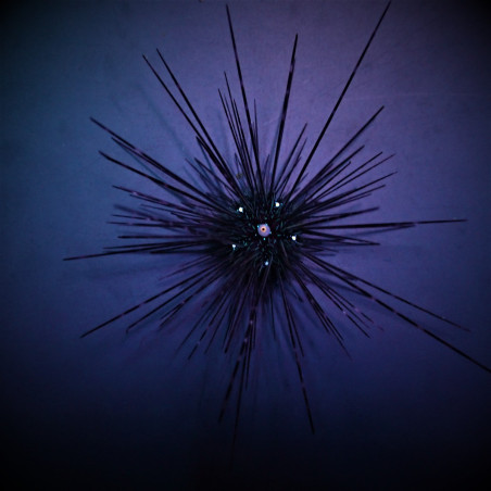 Diadema setosum 5-7cm
