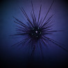 Diadema setosum 5-7cm