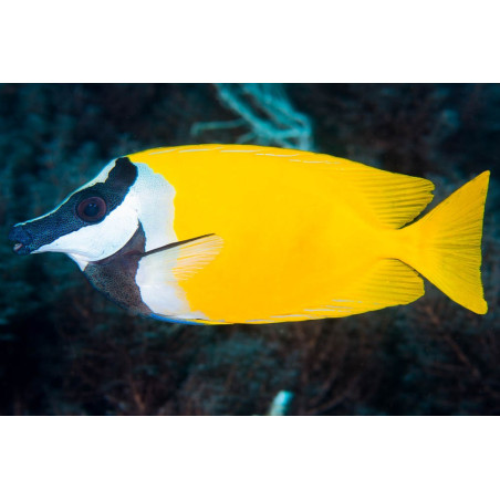 Siganus Vulpinus 8-10cm