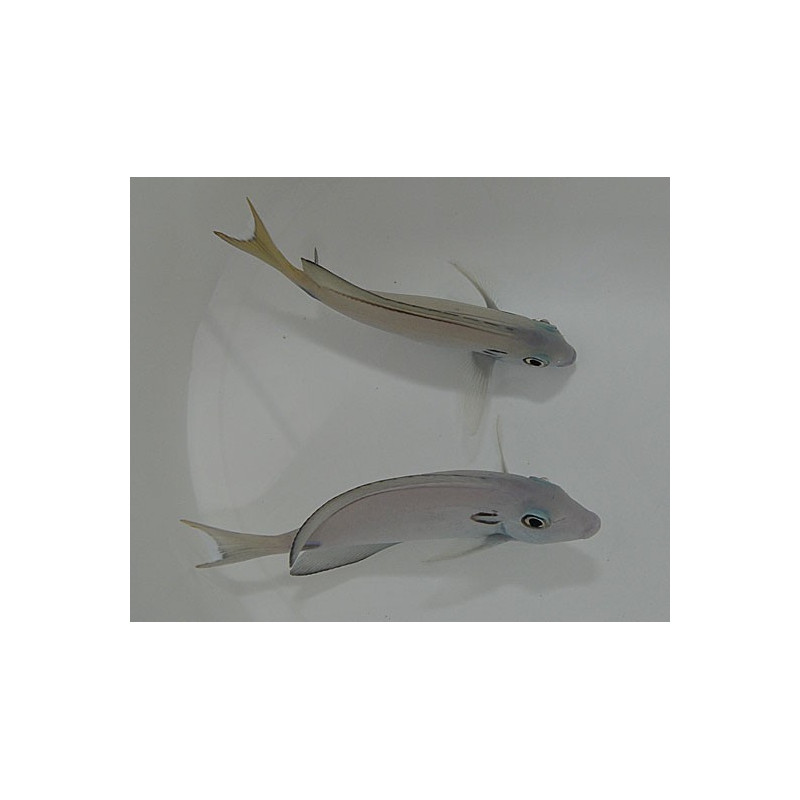 Acanthurus tennentii 8-10cm (MALDIVES)