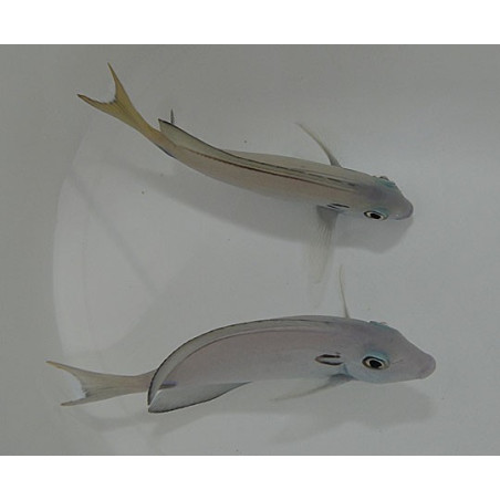 Acanthurus tennentii 8-10cm (MALDIVES)