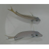 Acanthurus tennentii 8-10cm (MALDIVES)