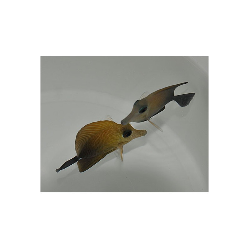 Zebrasoma scopas 6-8cm