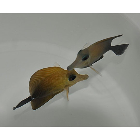 Zebrasoma scopas 6-8cm